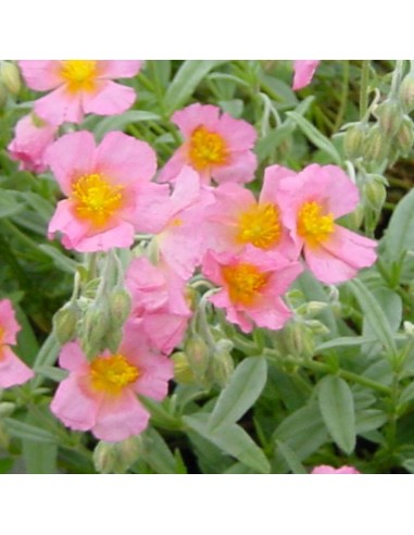 Heliantème Rhodante carneum