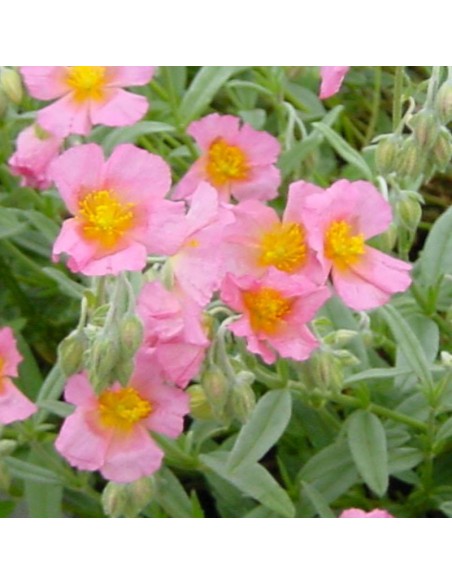 Heliantème Rhodante carneum