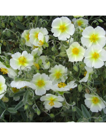 Heliantème Snow queen