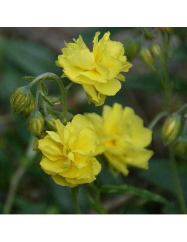 Heliantème Sulphureum plenum