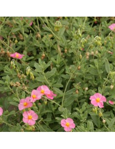 Hélianthème Ben hope 2