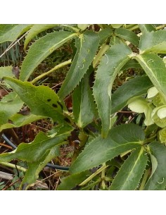 Hellebore de Corse 2