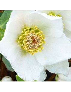 Hellébore Niger Rose de Noël