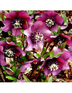 Hellébore orientale Red hybrids 2