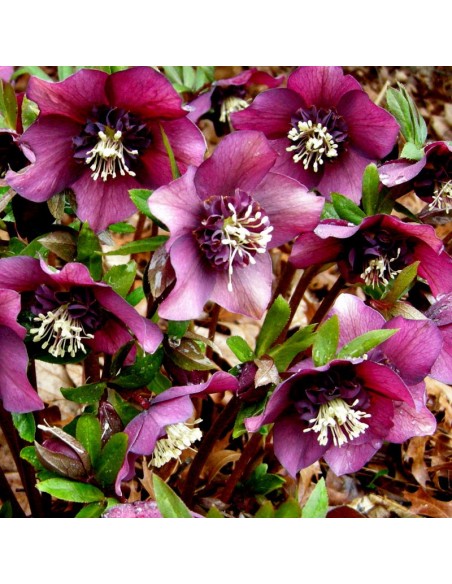 Hellébore orientale Red hybrids