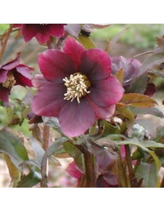 Hellébore orientale Red hybrids