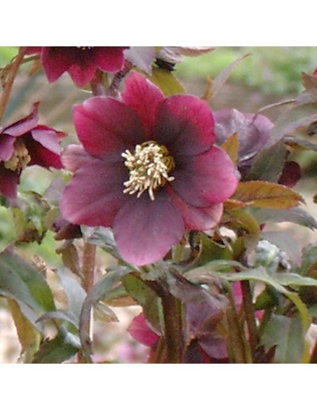 Hellébore orientale Red hybrids