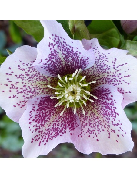 Hellébore orientale Spotted hybrids