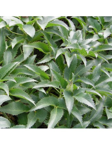 Hellébore orientale Spotted hybrids