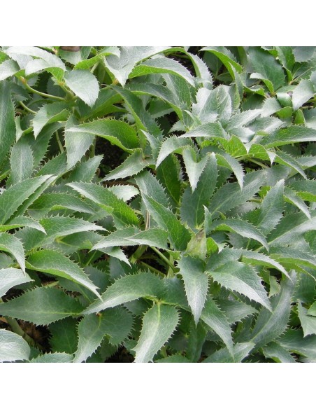 Hellébore orientale Spotted hybrids