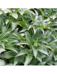 Hellébore orientale White lady 2