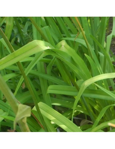 Hémerocalle American revolution