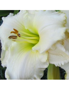 Hémerocalle "Arctic snow"