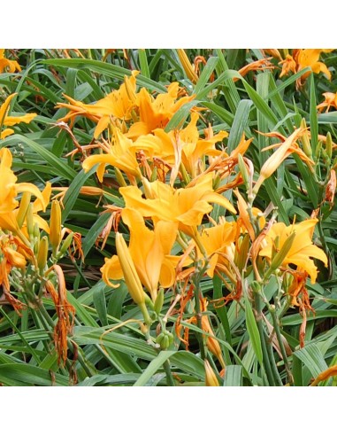 Hémerocalle Burning daylight