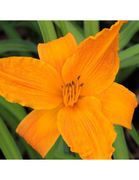 Hémerocalle Burning daylight Hémerocalle Burning daylight