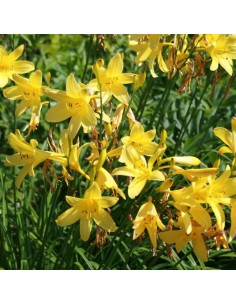 Hémerocalle Corky 2