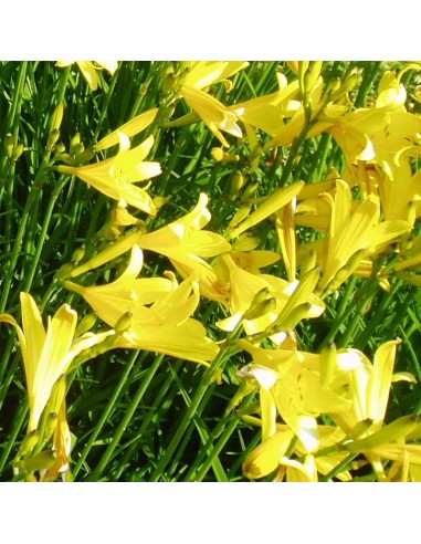 Hémerocalle à fleurs d'asphodèle