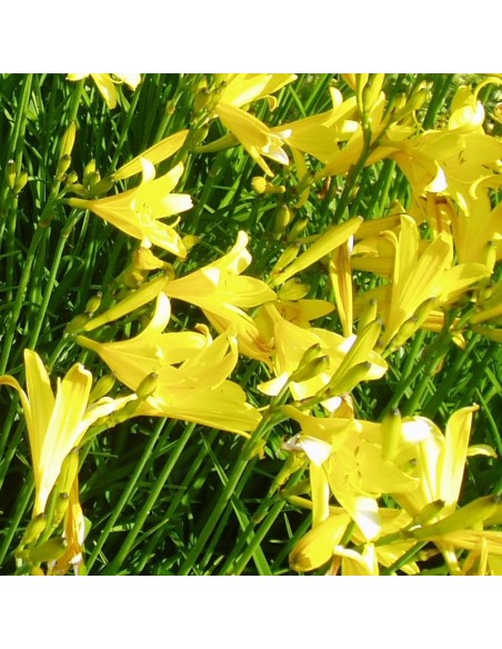 Hémerocalle à fleurs d'asphodèle