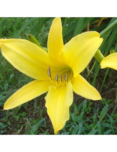 Hémerocalle à fleurs d'asphodèle