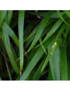 Hémerocalle Baley hay 2