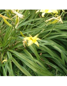 Hémerocalle Atlas 2