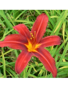 Hémerocalle Crimson pirate
