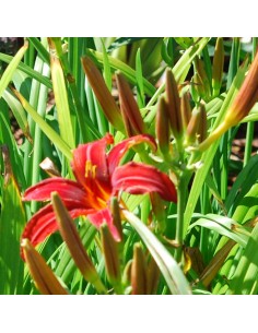 Hémerocalle Crimson pirate 2