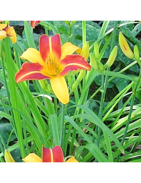 Hémerocalle Frans Hals