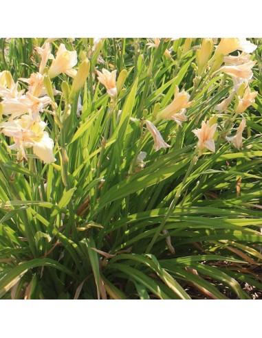 Hémerocalle Gentle Shepherd