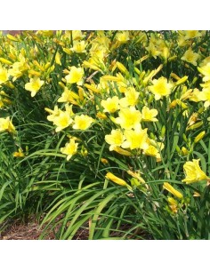 Hémerocalle Happy returns