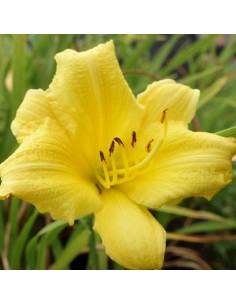 Hémerocalle Happy returns 2