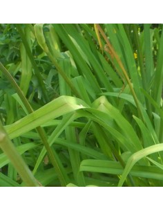 Hémerocalle Helle Berlinerin 2