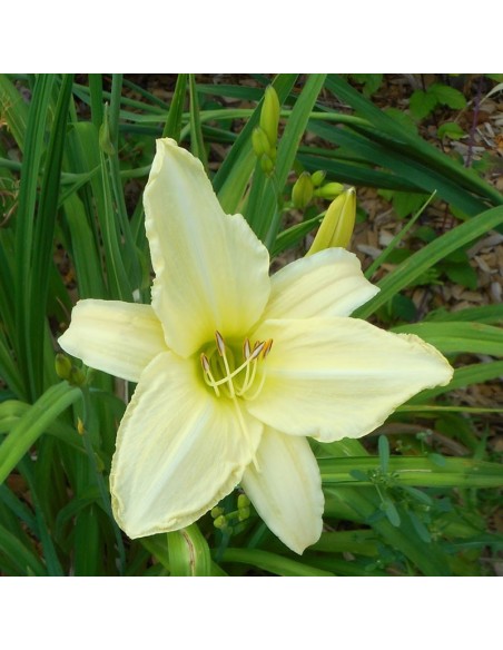 Hémerocalle Ice carnival