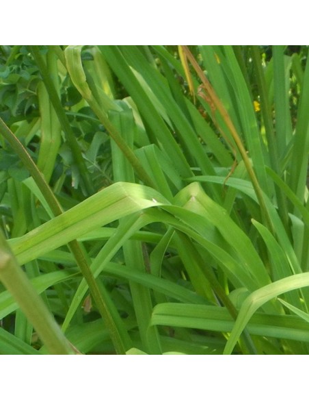 Hémerocalle Ice carnival