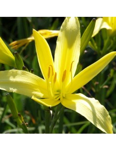 Hémerocalle jaune "Lis d'un jour" 2