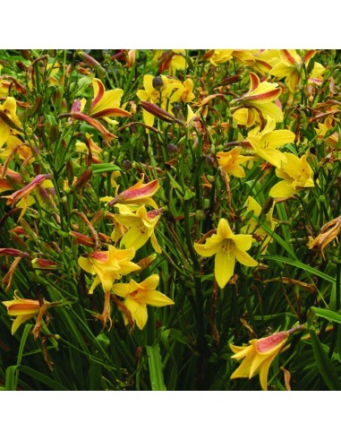 Hémerocalle Lemon bells