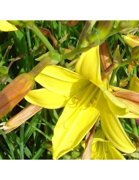 Hémerocalle Lemon bells