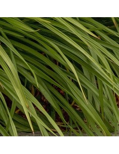 Hémerocalle Mini stella 2