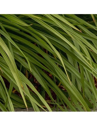 Hémerocalle Moonlight masquerade