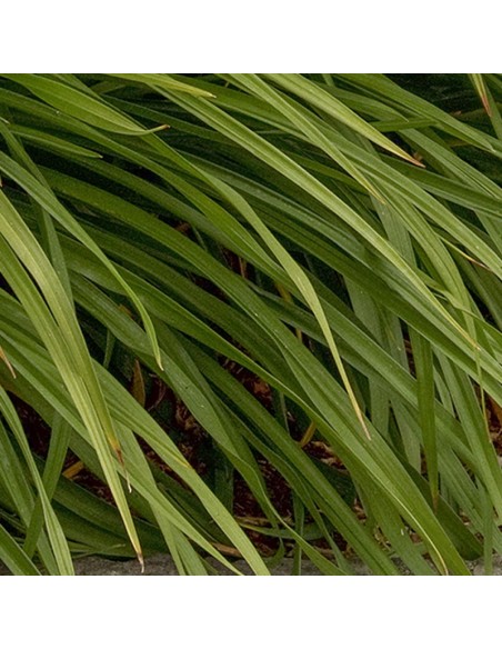 Hémerocalle Moonlight masquerade