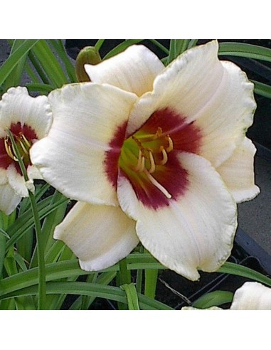 Hémerocalle Pandora's box