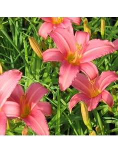 Hémerocalle Pink Damask