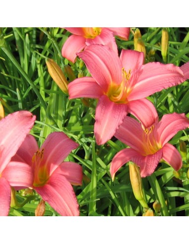 Hémerocalle Pink Damask