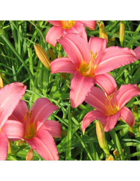 Hémerocalle Pink Damask