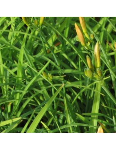 Hémerocalle Pink Damask 2