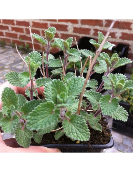 Chataire Walkers low