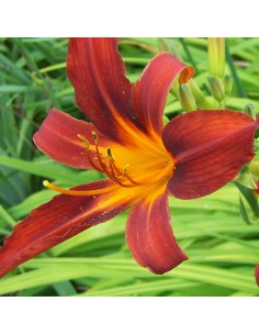 Hémerocalle Sammy russel