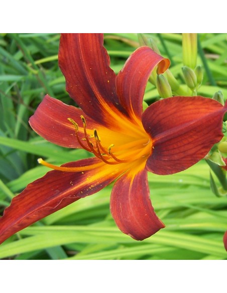 Hémerocalle Sammy russel