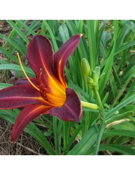 Hémerocalle Sammy russel