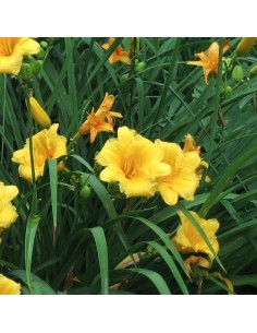 Hémerocalle Stella de Oro 2